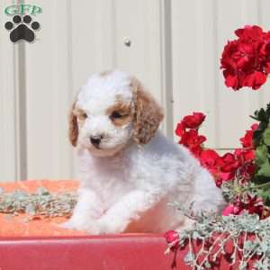 Monkey, Toy Poodle Puppy